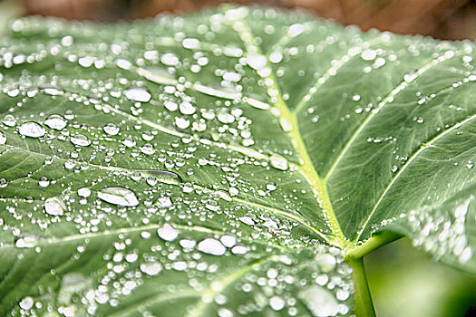 叶子,雨,背景,壁纸