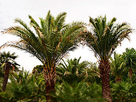 棕榈树,微型,下萨克森,德国,欧洲