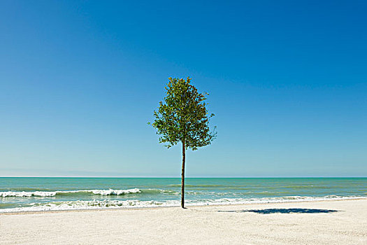 孤木,海滩