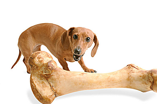狗,看,大,骨头