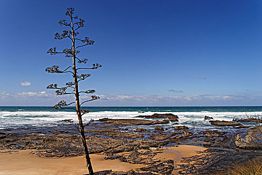 海滩,野外,岩石海岸,大西洋