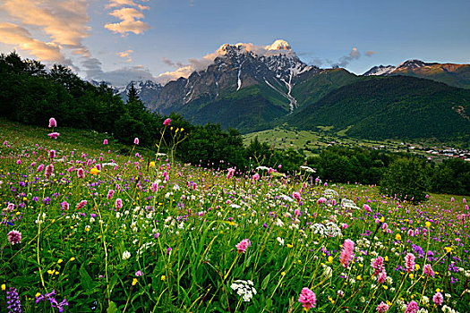 草地,野花,乡村,乔治亚