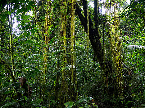 雨林,阿雷纳尔,悬挂,桥,公园,哥斯达黎加,中美洲