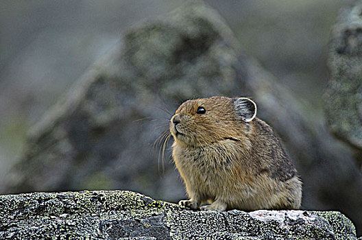 鼠兔,坐,石头