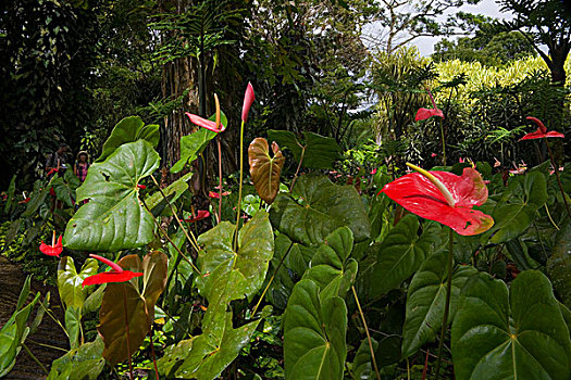 马提尼克,法属安的列斯群岛,西印度群岛,花烛属植物,巴拉塔,花园
