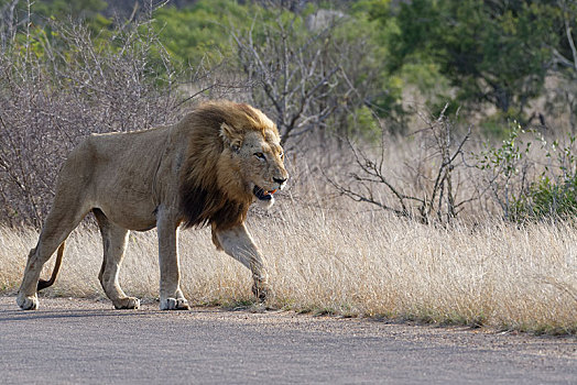 非洲狮,狮子,成年,雄性,走,道路,克鲁格国家公园,南非,非洲