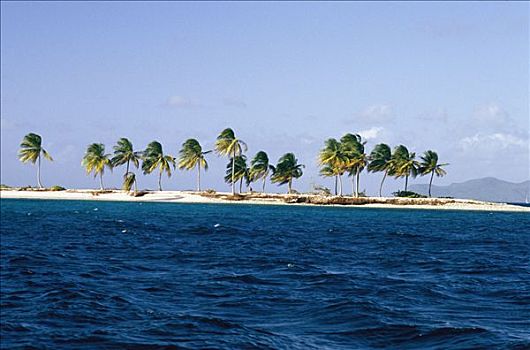 棕榈树,岛屿,西印度群岛