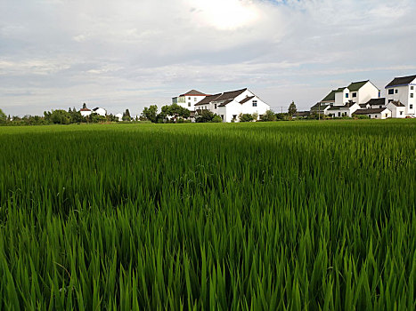 田园风光,乡村美景