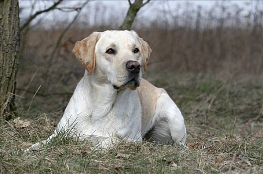 黄色拉布拉多犬,狗,卧,草丛