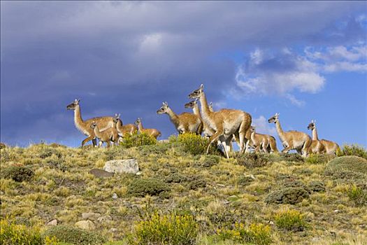 原驼,幼兽,母亲,草,斜坡,托雷德裴恩国家公园,智利