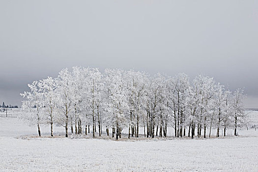 卡尔加里,艾伯塔省,加拿大,树,遮盖,霜,土地