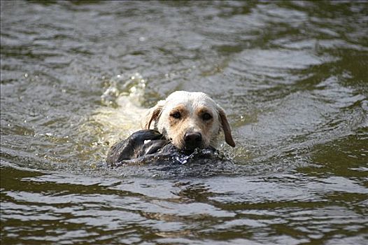黄色拉布拉多犬,母狗,游泳,鸭子