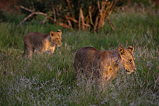幼狮,狮子,走,查沃,海岸,肯尼亚