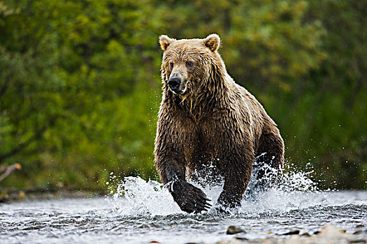 大灰熊,棕熊,溪流,阿拉斯加