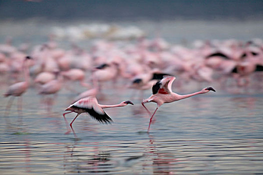 肯尼亚,纳库鲁湖国家公园,小火烈鸟,跑,飞起,纳库鲁湖