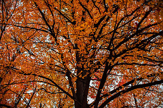 秋天,树,特写