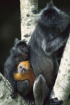 叶子,猴子,女性,两个,幼兽,新生,橙色,灰色,雪兰莪州,马来西亚