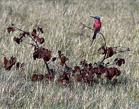 深红色,食蜂鸟,莫瑞米,野生动植物保护区,鸟,一个,漂亮,家族,岛屿,非洲,地方特色,非洲人