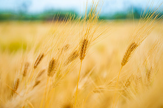 成熟的冬小麦麦田