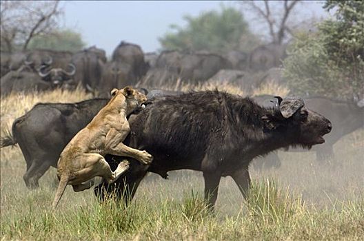 非洲狮,狮子,攻击,南非水牛,非洲水牛,非洲