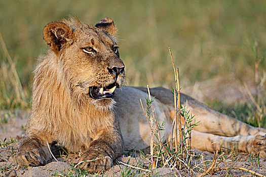 狮子,幼兽,雄性,赞比西河下游国家公园,赞比亚,非洲