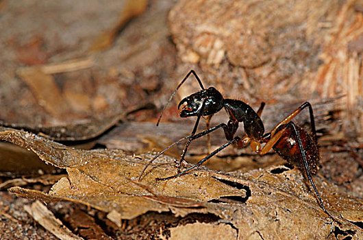 巨大,树林,蚂蚁,十亿,檀中埠廷国立公园,中心,加里曼丹,婆罗洲,印度尼西亚,亚洲