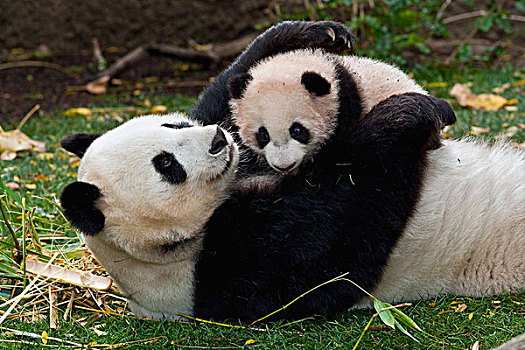 大熊猫,玩,中国