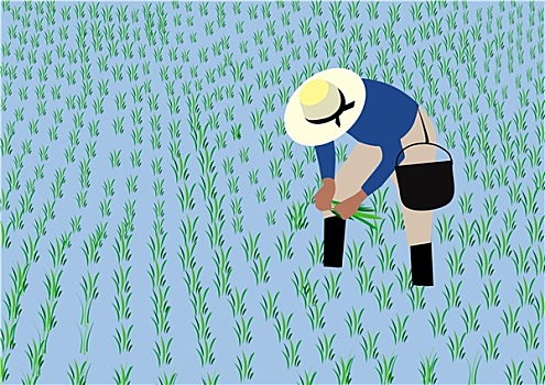农民,种植,稻米