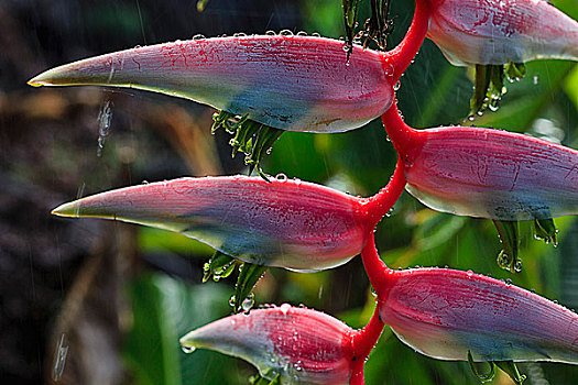 夏威夷,海里康属植物