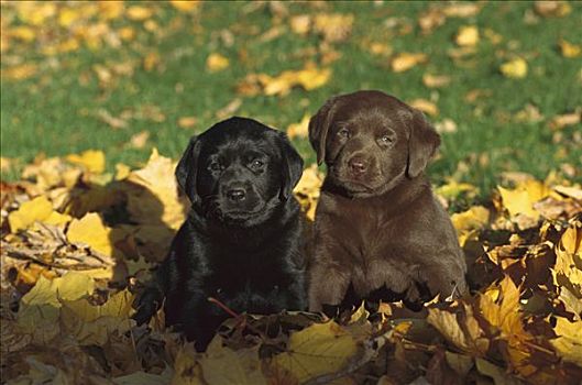 黑色,巧克力拉布拉多犬,猎犬,狗,坐,一起,秋天,秋叶