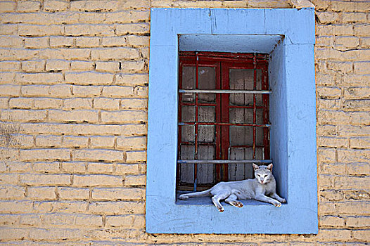 鳏寡,窗台,布宜诺斯艾利斯,阿根廷
