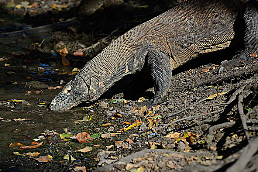 科摩多巨蜥,喝,河流,林卡岛,科莫多国家公园,世界遗产,印度尼西亚,亚洲