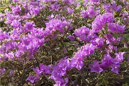 盛开,紫色,叶子花属,户外
