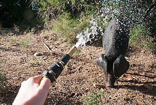猪,水