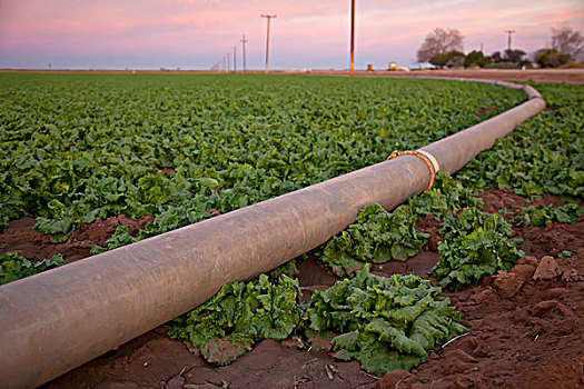 灌溉,莴苣,皇家,山谷,水,运河,科罗拉多河,加利福尼亚,美国