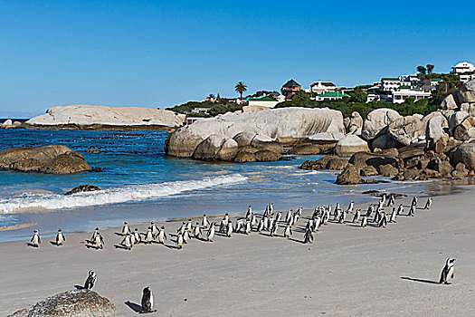 企鹅,非洲企鹅,黑足,海滩,捕鱼,旅游,漂石,西海角,城镇,南非,非洲