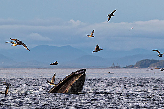 驼背鲸,大翅鲸属,困境,进食,正面,不列颠哥伦比亚省,海岸山脉,海峡,温哥华岛,加拿大