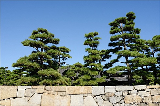 日本,盆景,松树,日式庭园