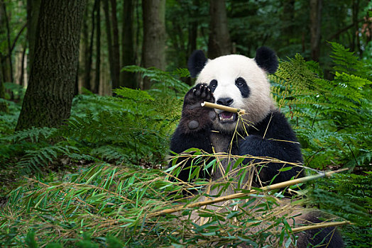 熊猫,坐,树林,吃,竹子
