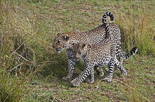 肯尼亚,纳罗克地区,马赛马拉,雌性,豹,幼兽,马赛马拉国家保护区