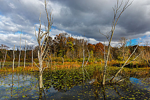 海狸塘,秋天,国家公园,俄亥俄,美国