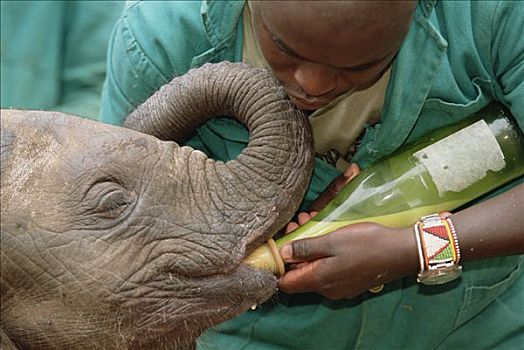 非洲象,看护,幼兽,孤儿,奶瓶,东察沃国家公园,肯尼亚