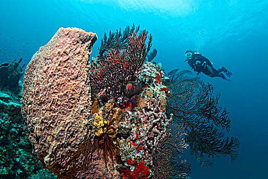 潜水,看,加勒比海,海扇,珊瑚礁,向风群岛,小安的列斯群岛