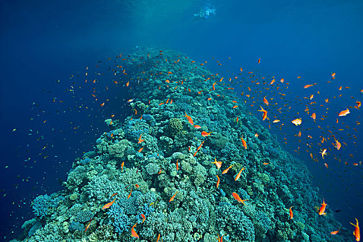 珊瑚,墙壁,浅,堤岸,马鞍,分隔,蓝色,洞,公海,红海,达哈卜,西奈,埃及,非洲