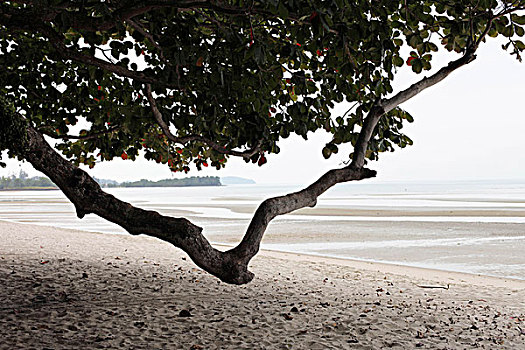 树枝,沙滩
