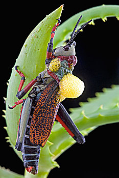 蝗虫,色彩,有毒,血,防御,动作,纳塔耳,南非