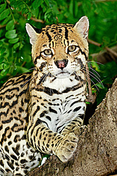 豹猫,虎猫,树上,潘塔纳尔湿地,西南部,巴西,南美