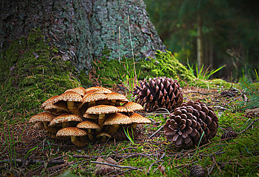 蘑菇,松果,林中地面,诺森伯兰郡,英格兰
