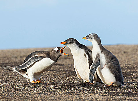 巴布亚企鹅,福克兰群岛,展示,独特,动作,一半,幼禽,只有,追逐,父母,右边,栖息地,手势,南美