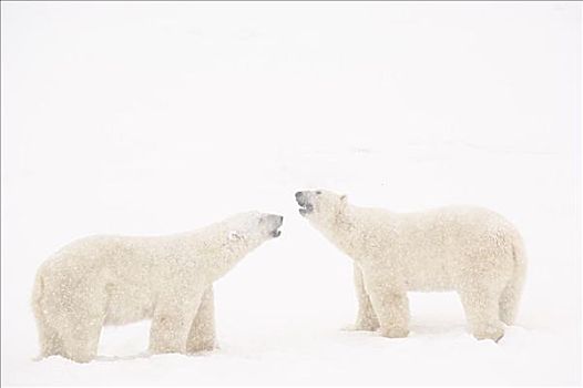 北极熊,争执,丘吉尔市,曼尼托巴,加拿大